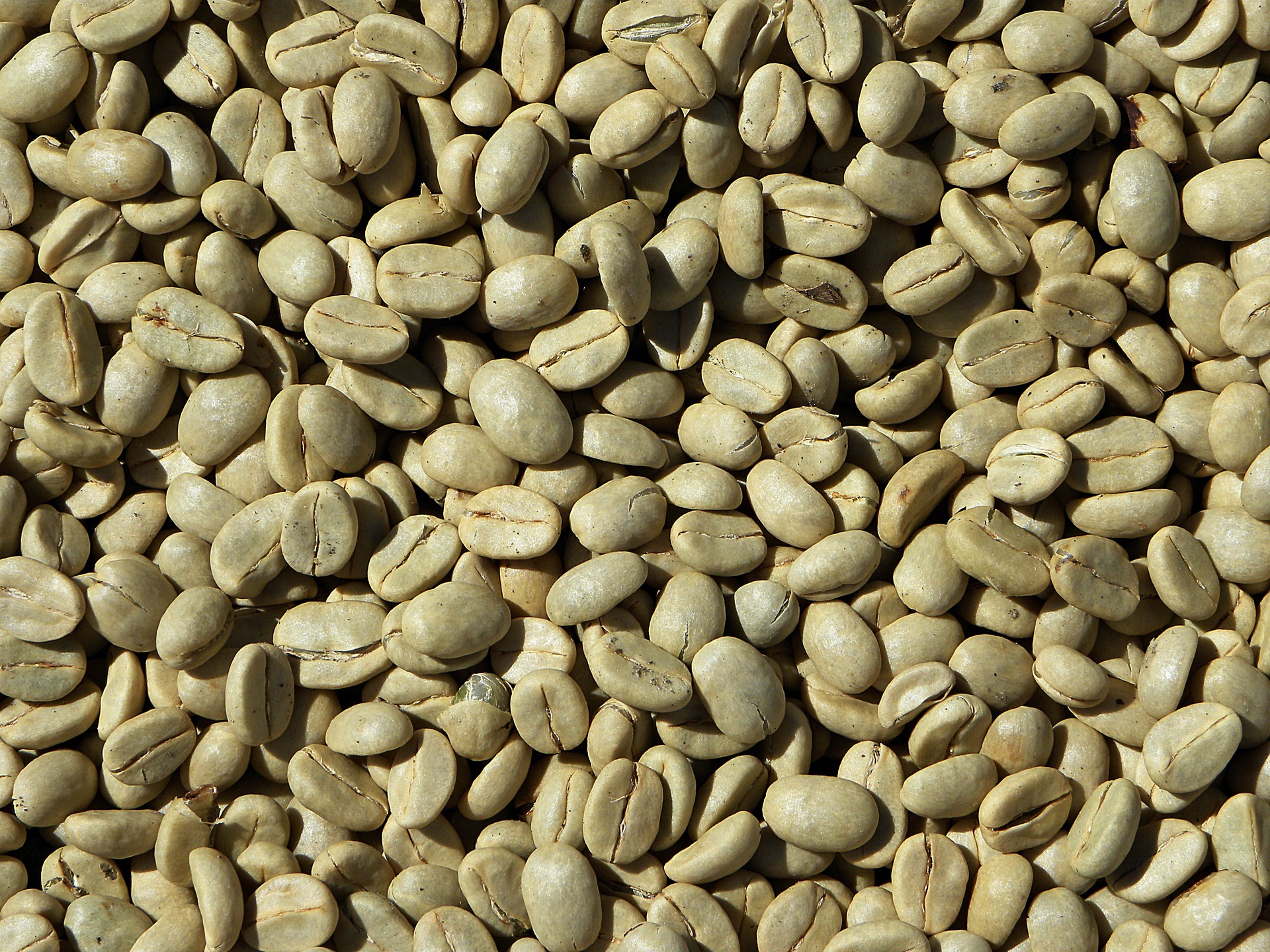 Unwashed robusta green coffee beans Grade 2 screen 13 - Cargoever - Take  your cargo everywhere